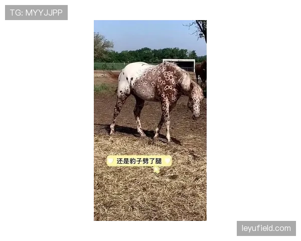 富里睡醒发现自家马场又多两匹新马，账单比对手血条还长